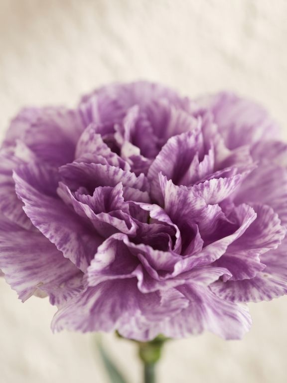 MOONBURST VARIEGATED LAVENDER CARNATIONS